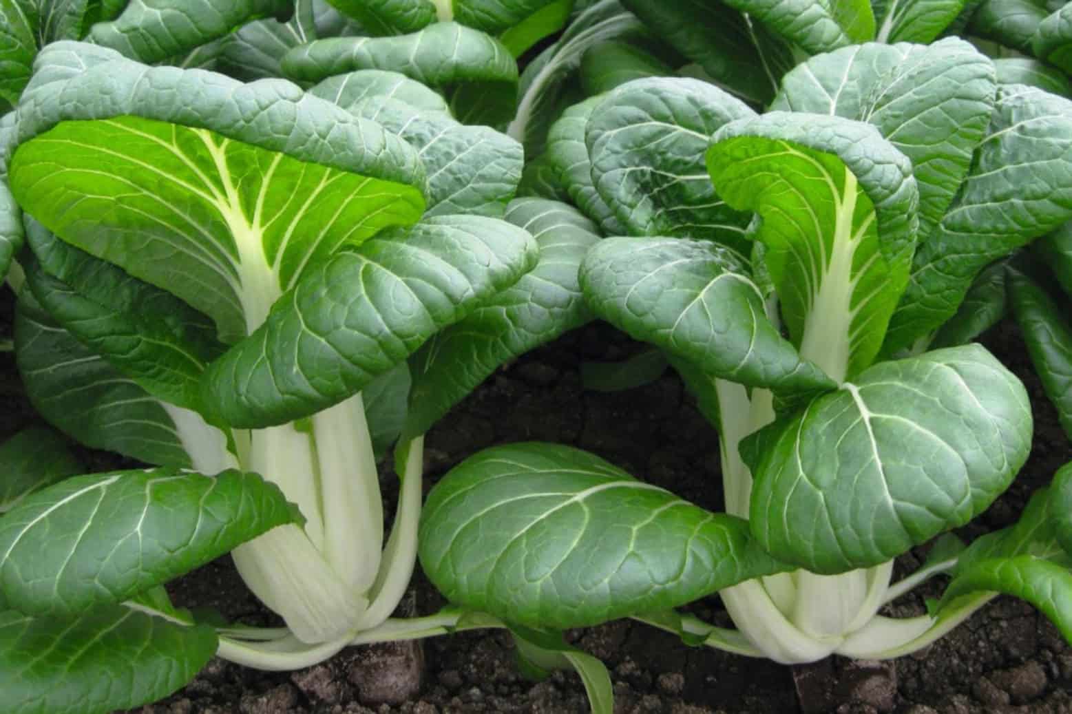 Bok Choy