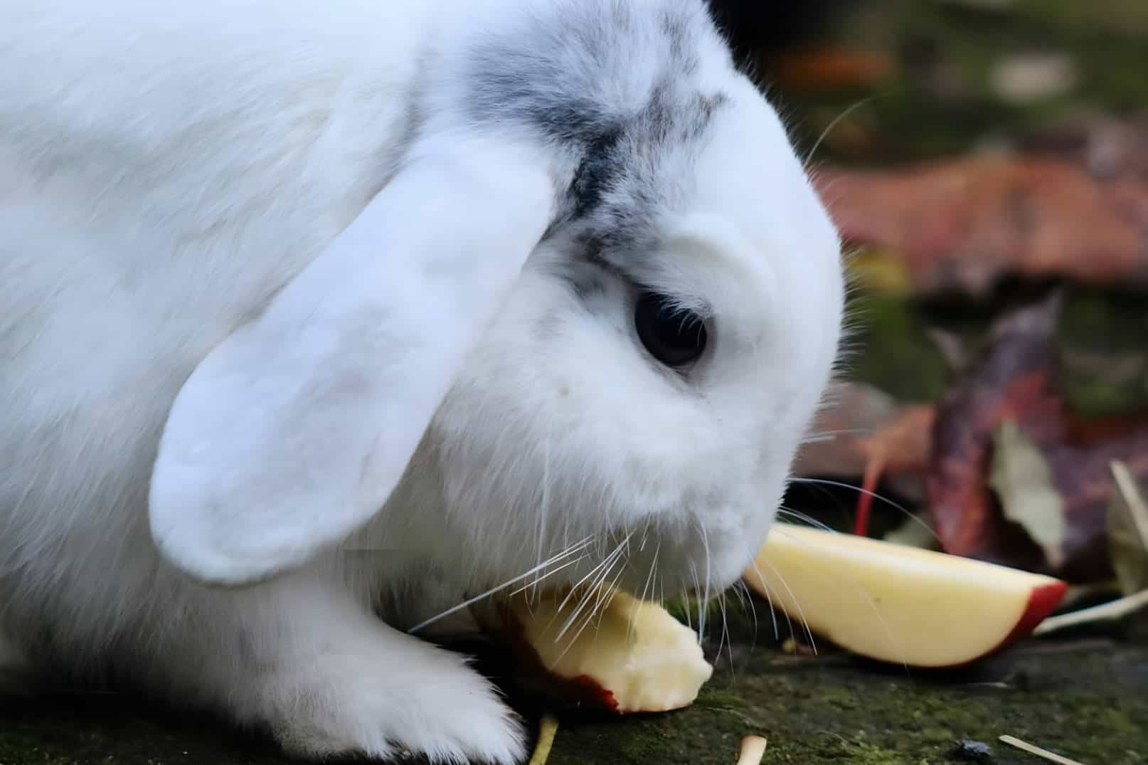 Can Rabbits Eat Apples