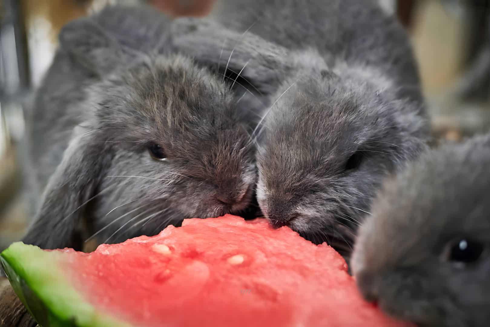 Can Rabbits Eat Watermelon