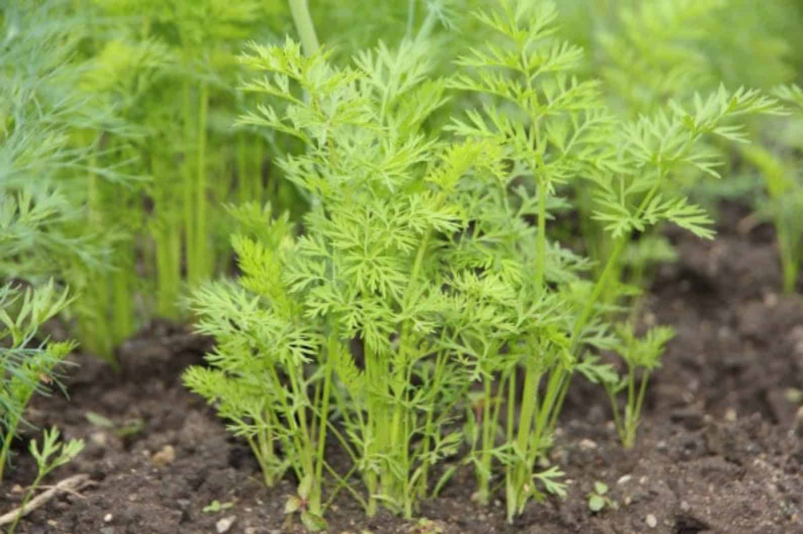 Carrot Leaves