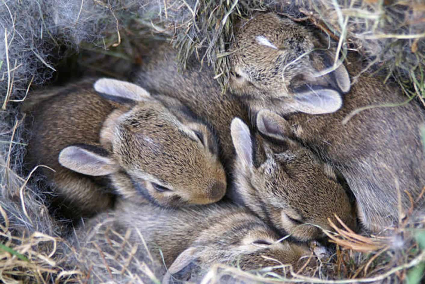 Cuddler Snuggle Bun