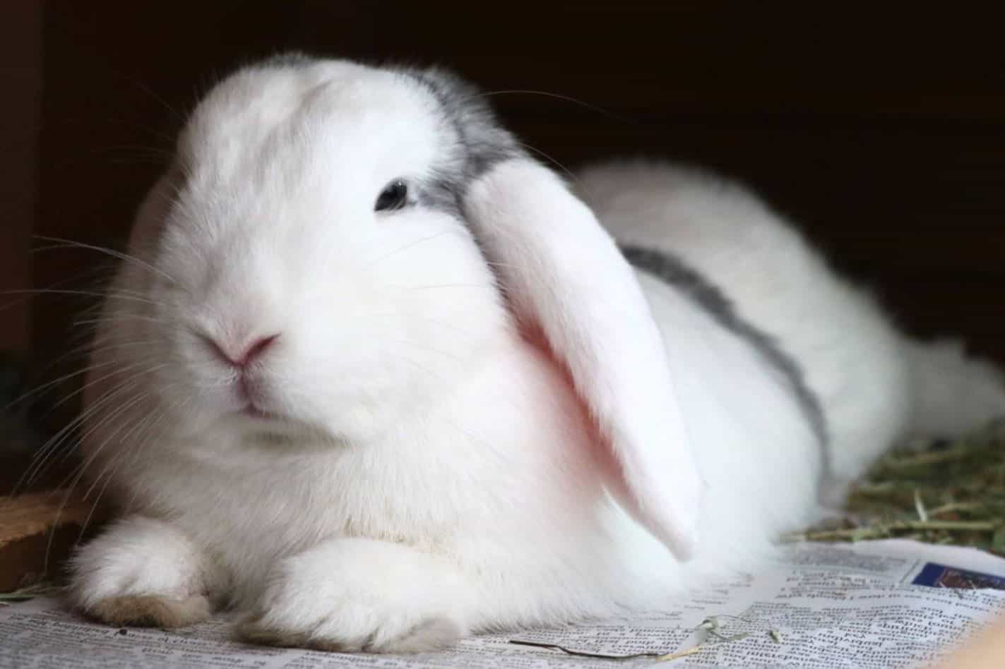 Do Rabbits Sleep With Their Eyes Open