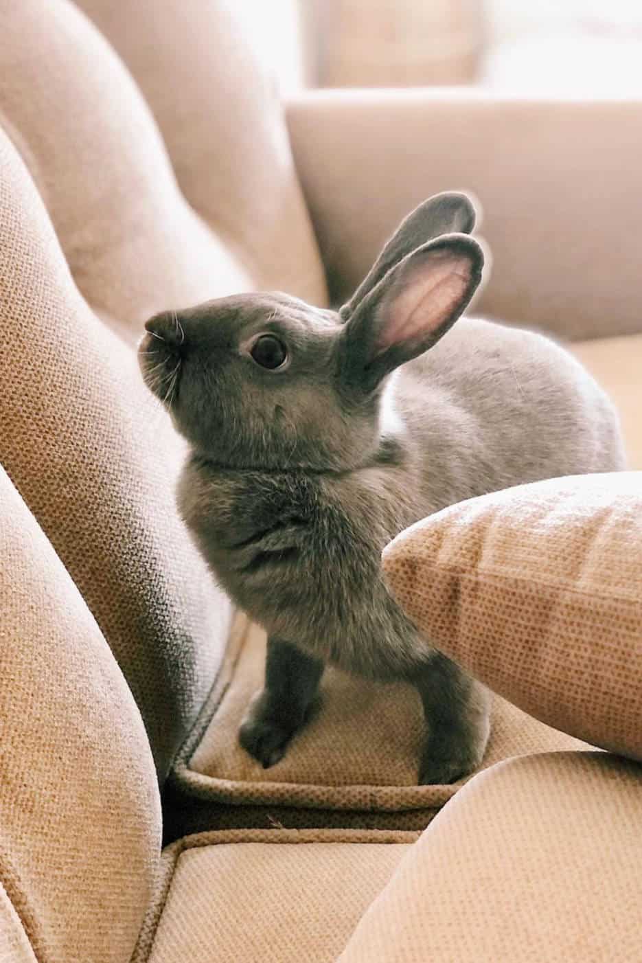 Dwarf Rabbits