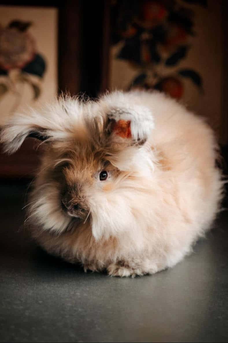 English Angora Rabbit