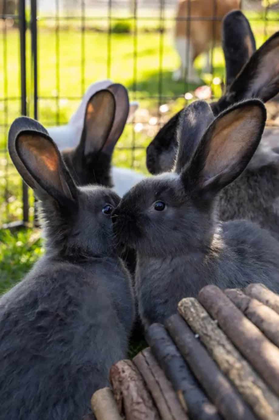 Flemish Giant Rabbit