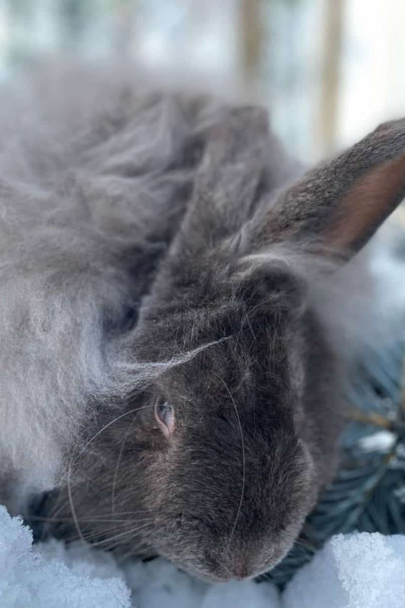 French Angora Rabbit