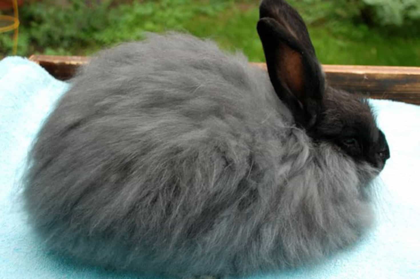 French Angora