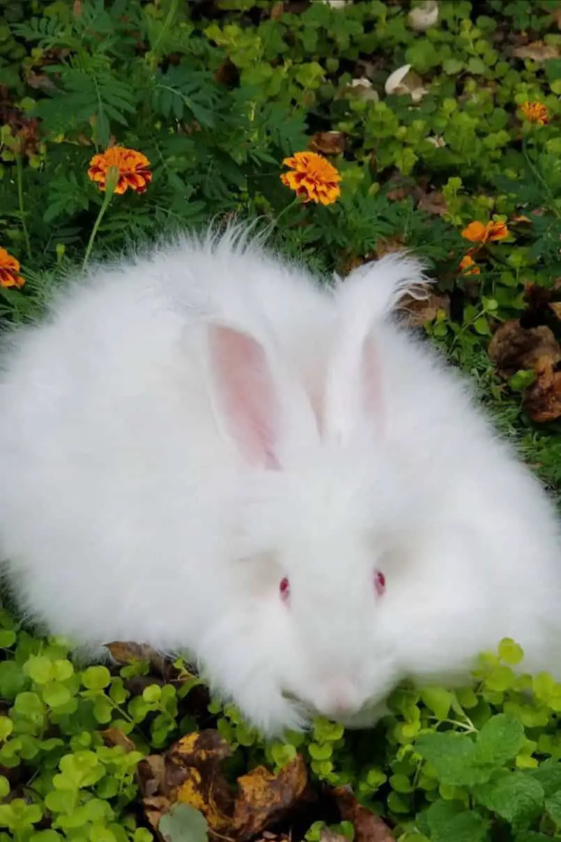 Giant Angora Rabbit