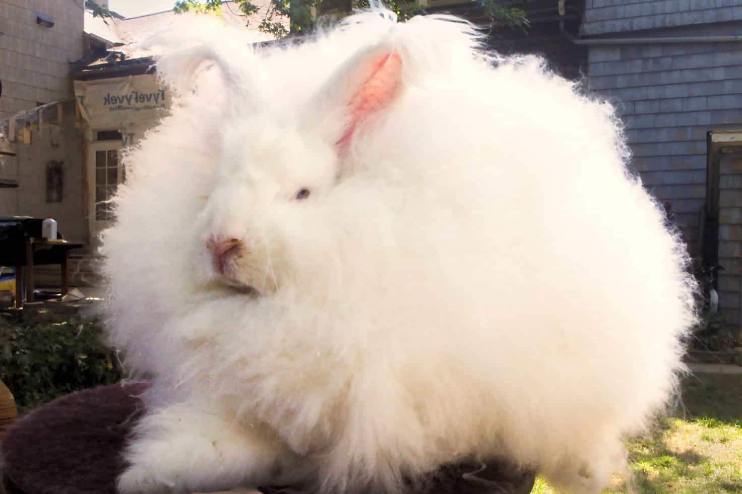 Giant Angora