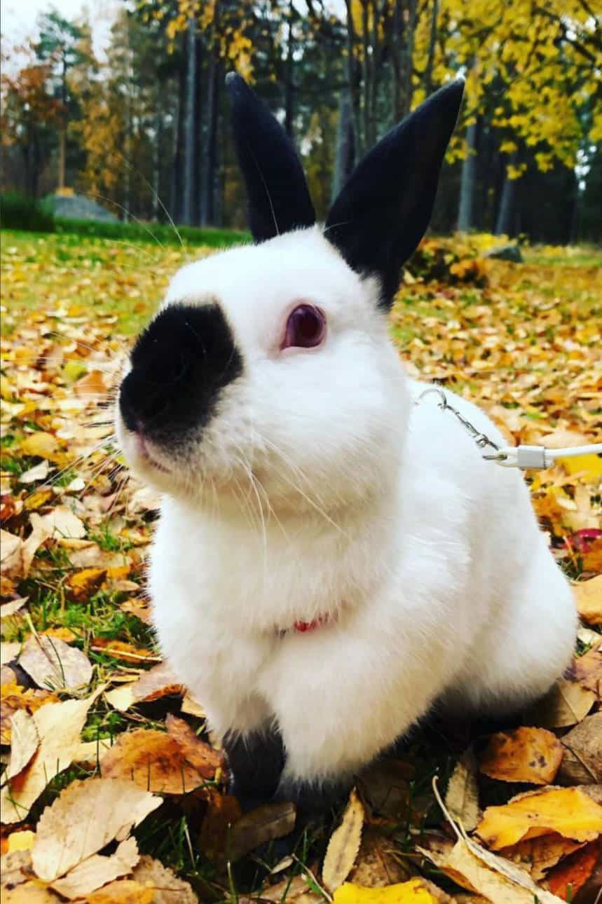 Himalayan Rabbits