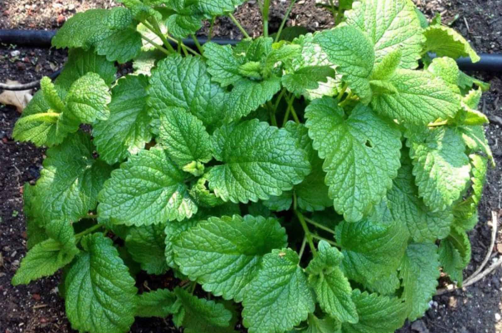 Lemon Balm