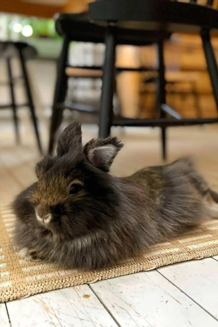 Lionhead Rabbits