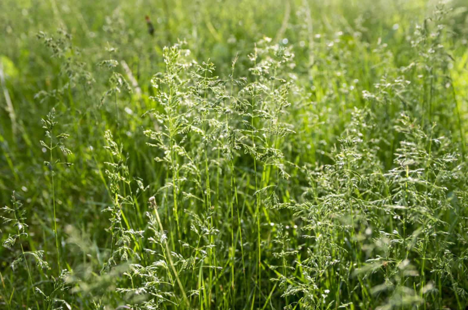 Meadow Grass