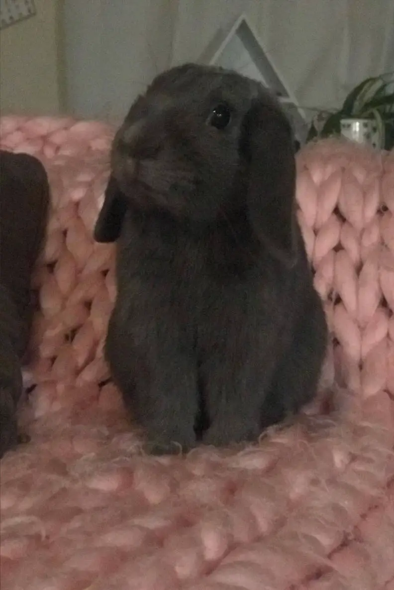 Mini Lop