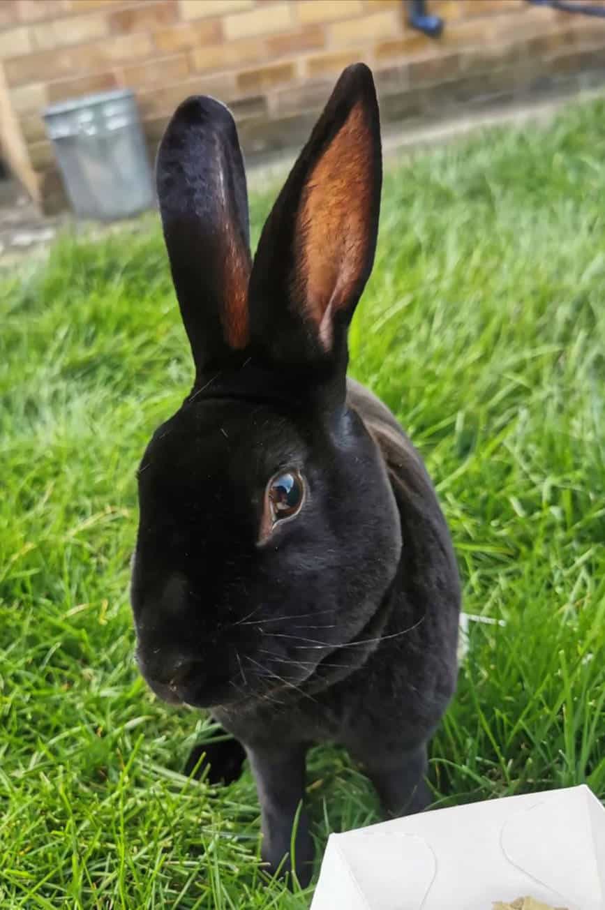 Mini Rex