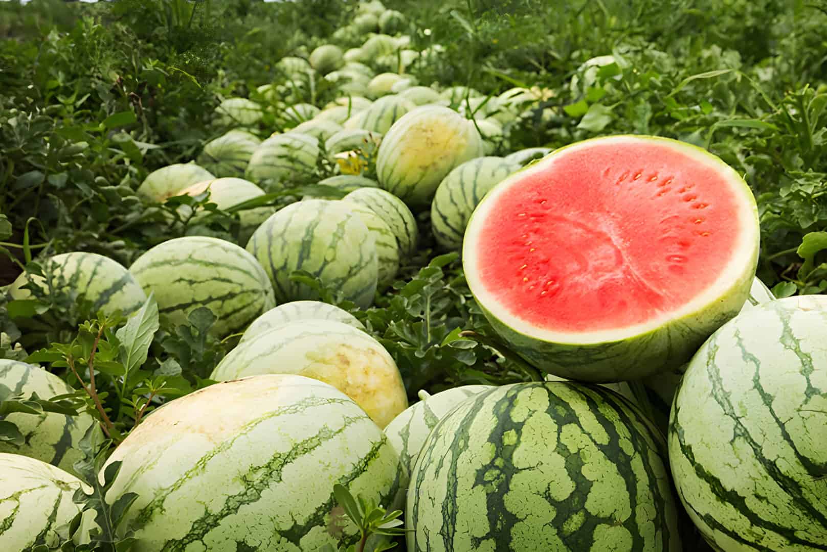 Nutritional Value of Watermelon