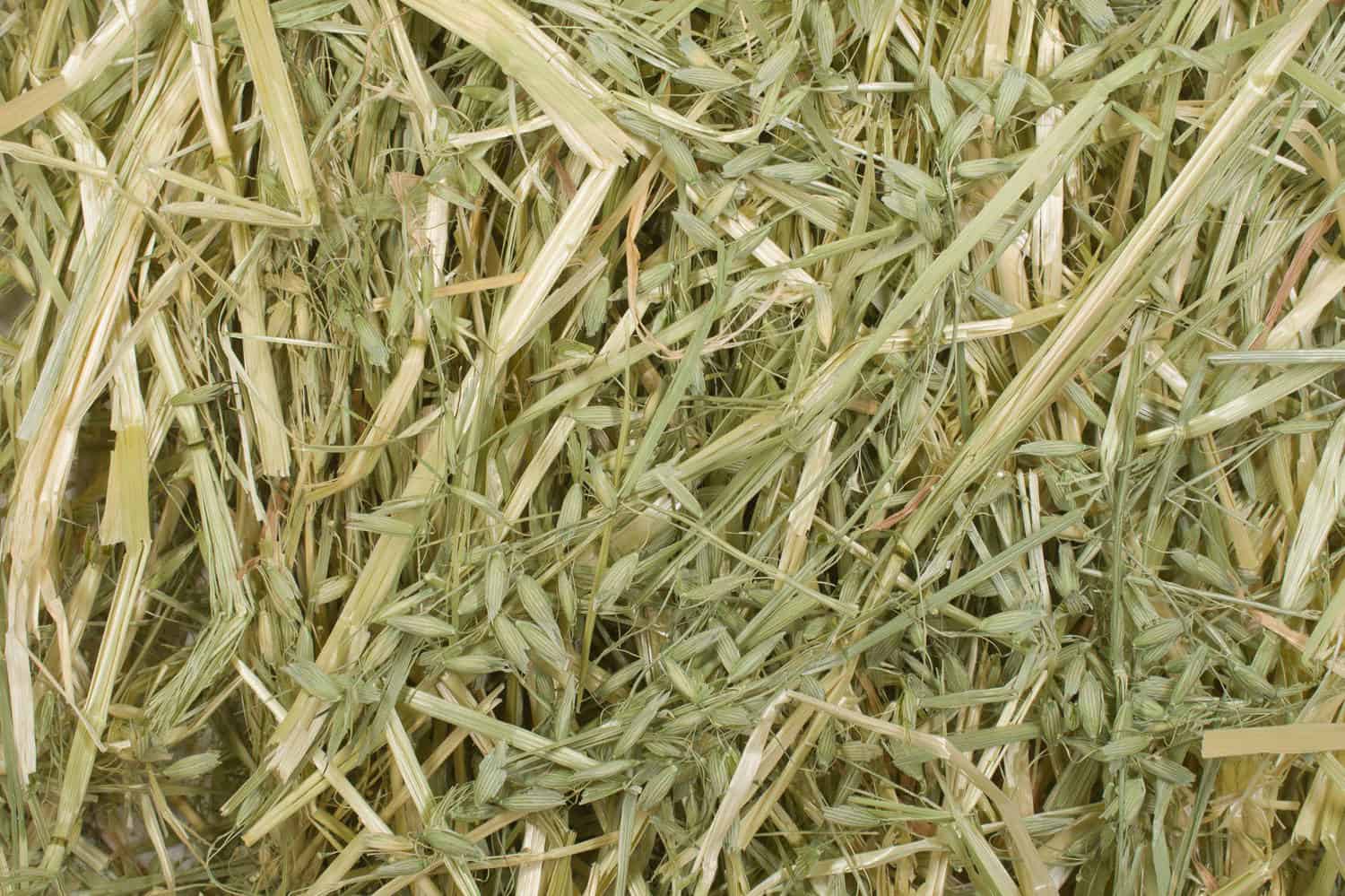 Oat Hay