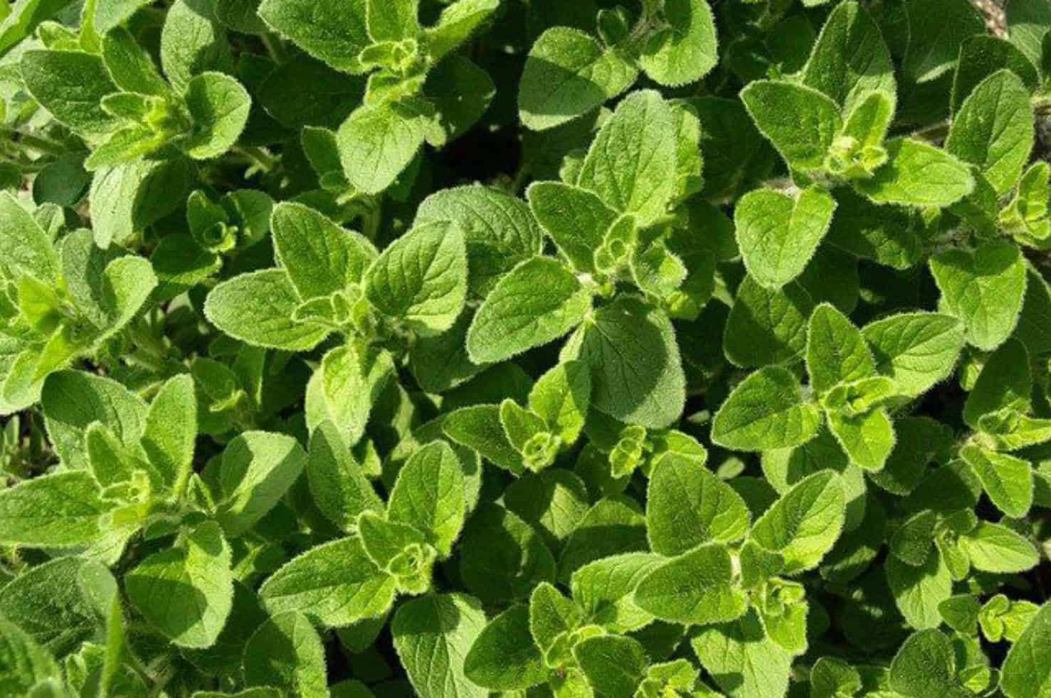 Oregano