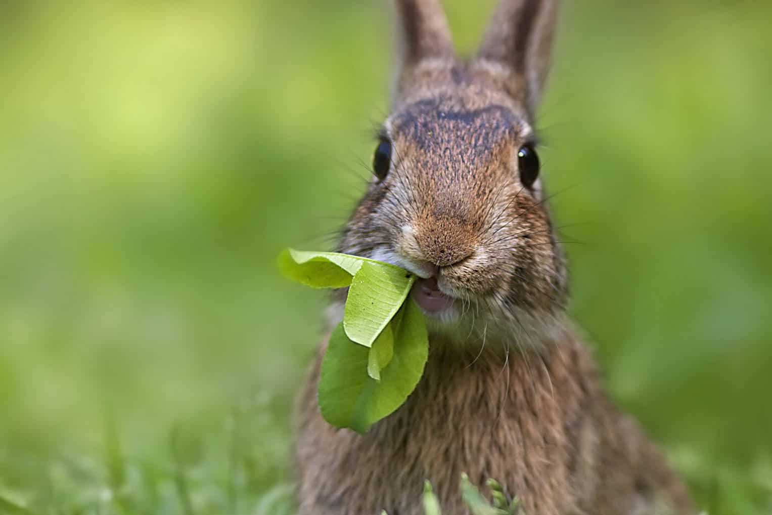 Overview of Wild Rabbits