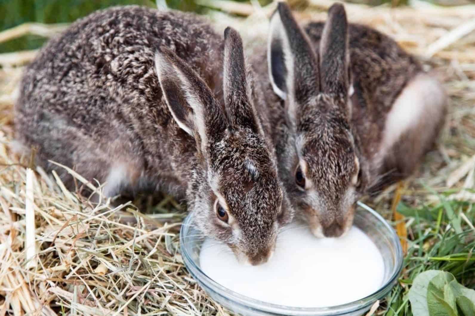 Rabbit Milk