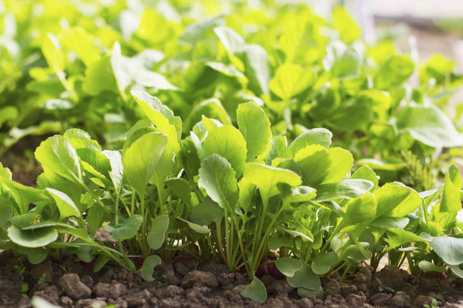 Radish Leaves