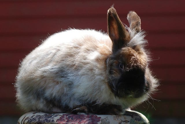 Satin Angora Rabbit