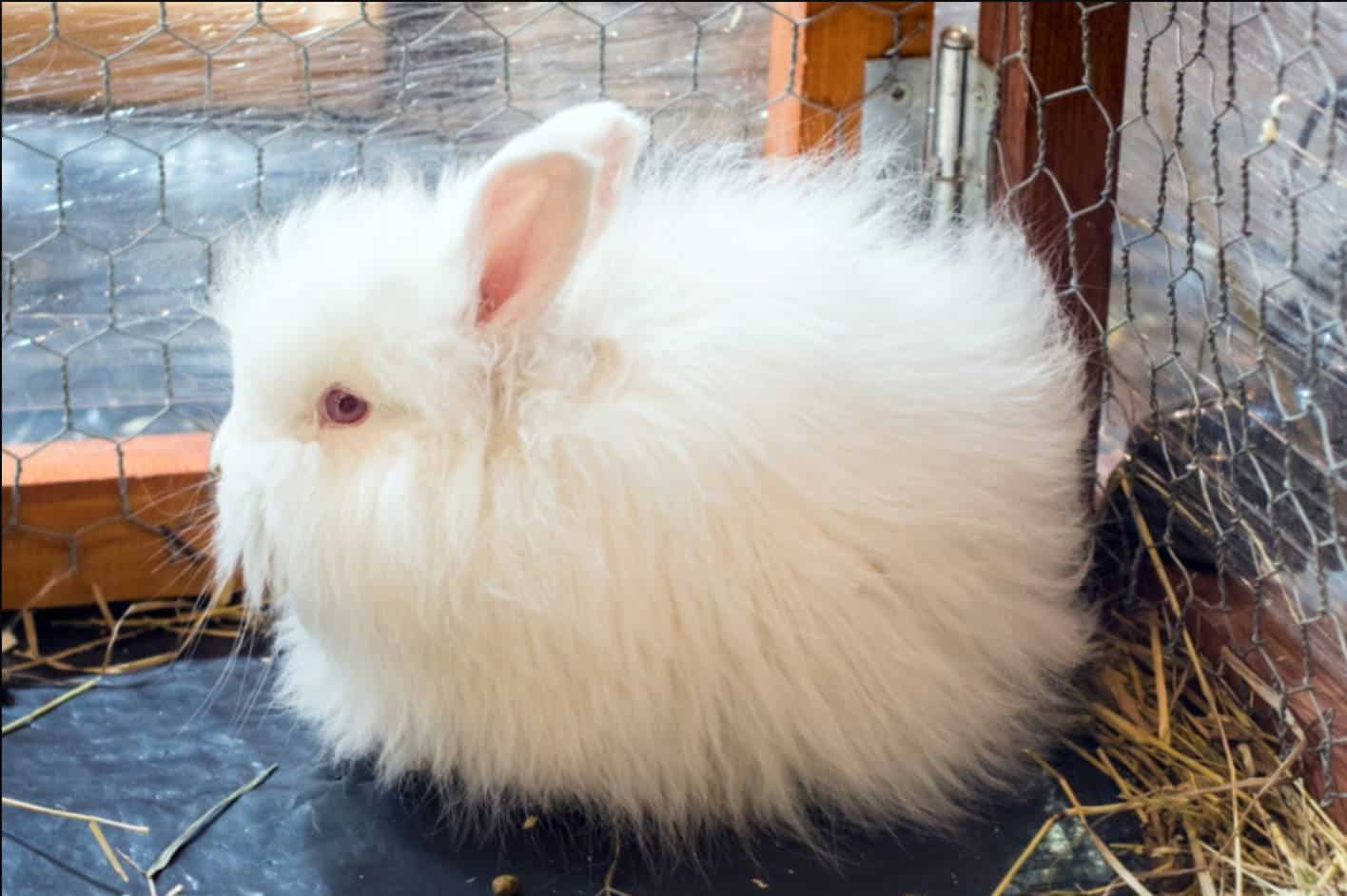 Satin Angora