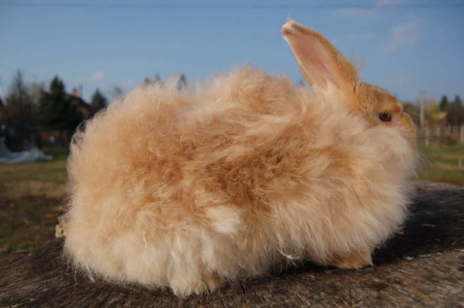 Tips in Breeding Satin Angora rabbits