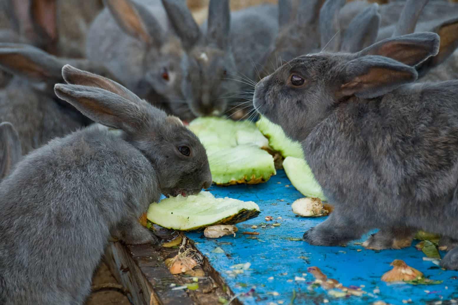 What Parts of Watermelon Can a Rabbit Eat