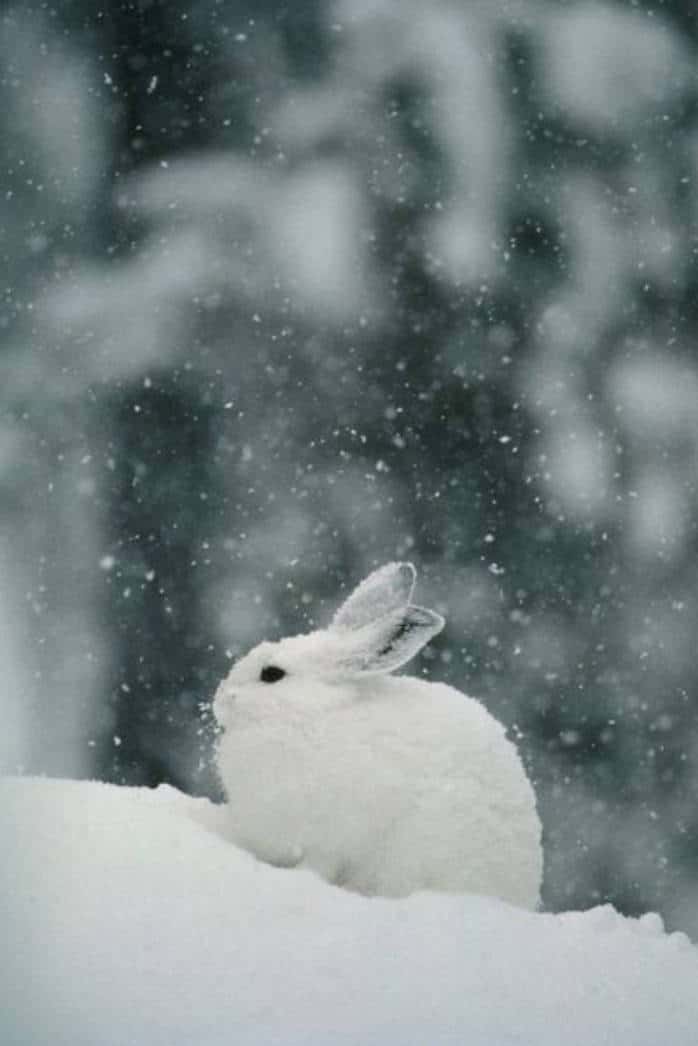 albinism rabbit