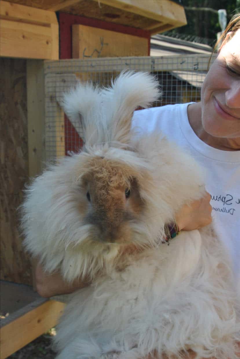 angora rabbit as pet