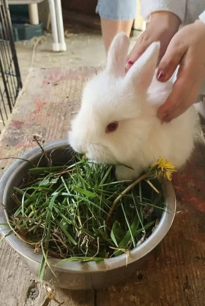 angora rabbit facts