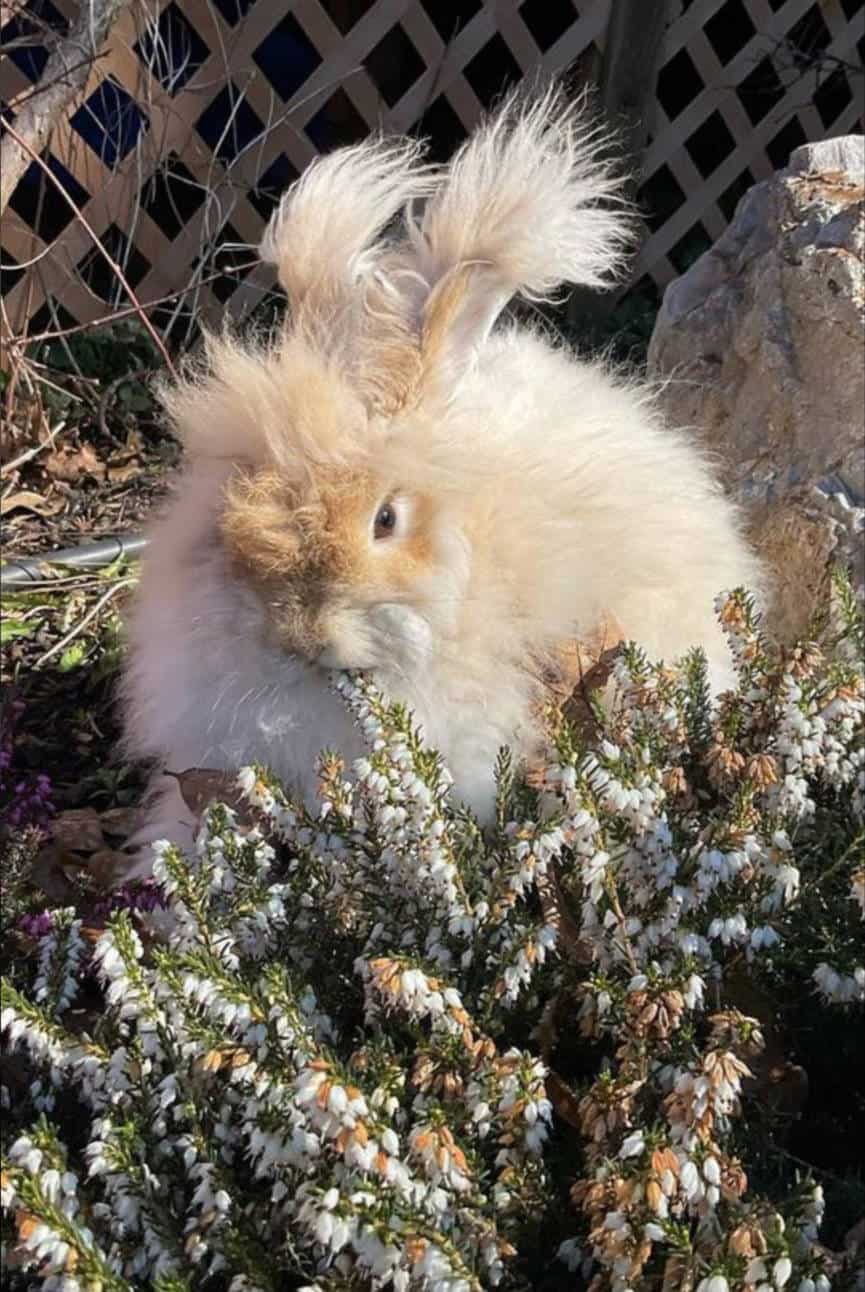 angora rabbit pets