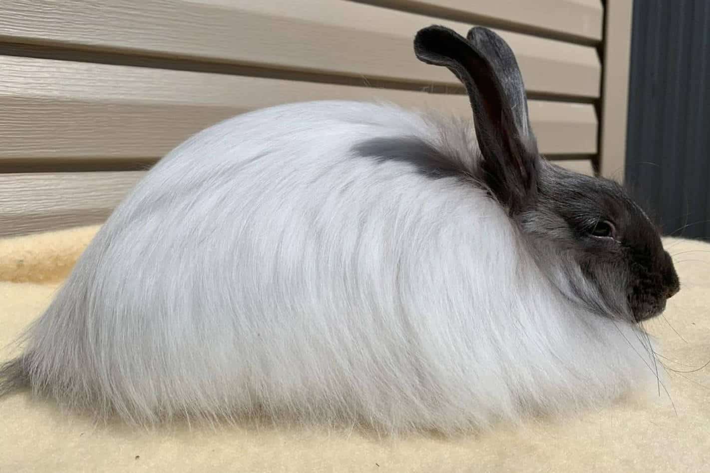 angora rabbit price