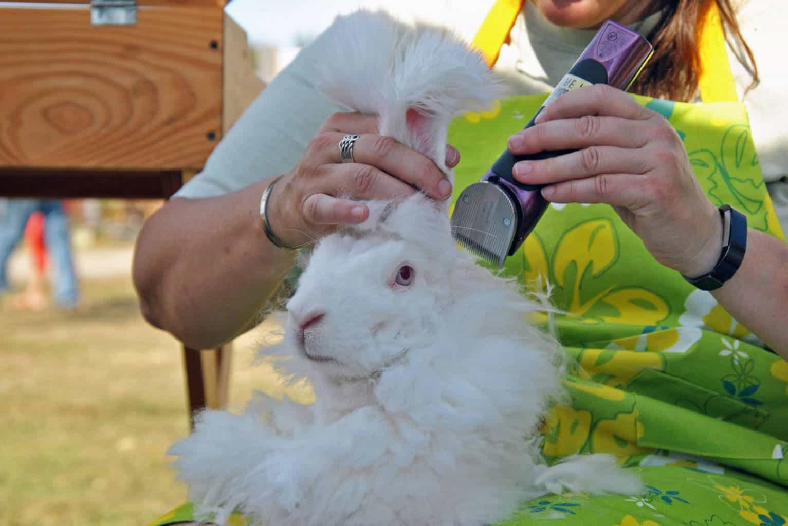 angora rabbit size