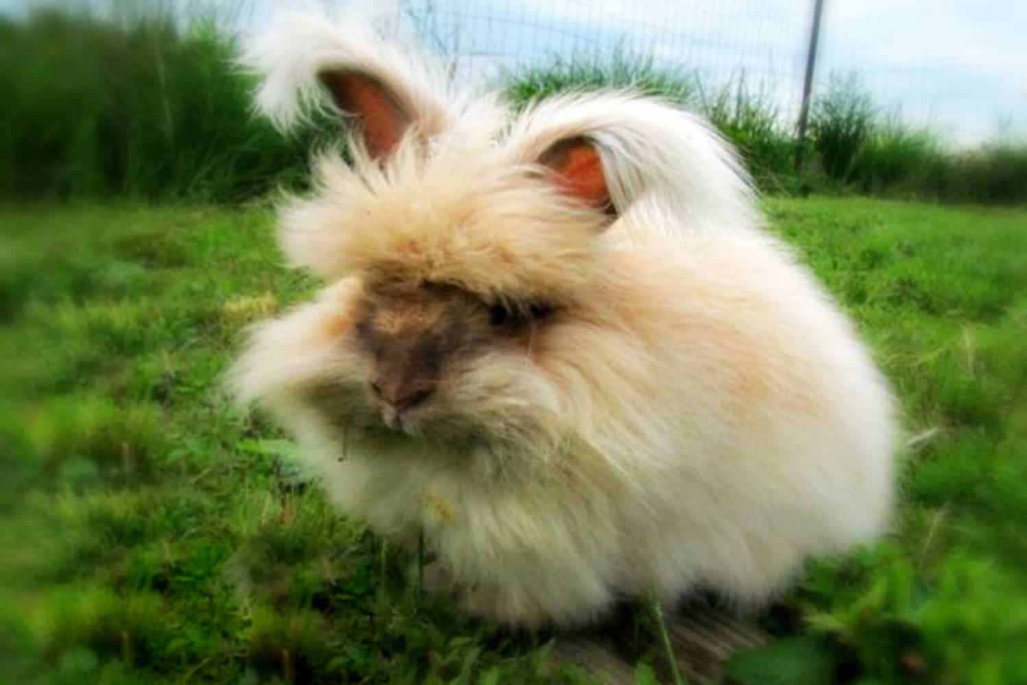 angora rabbit size