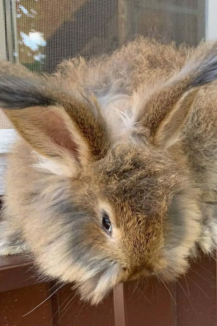 angora rabbit temperament