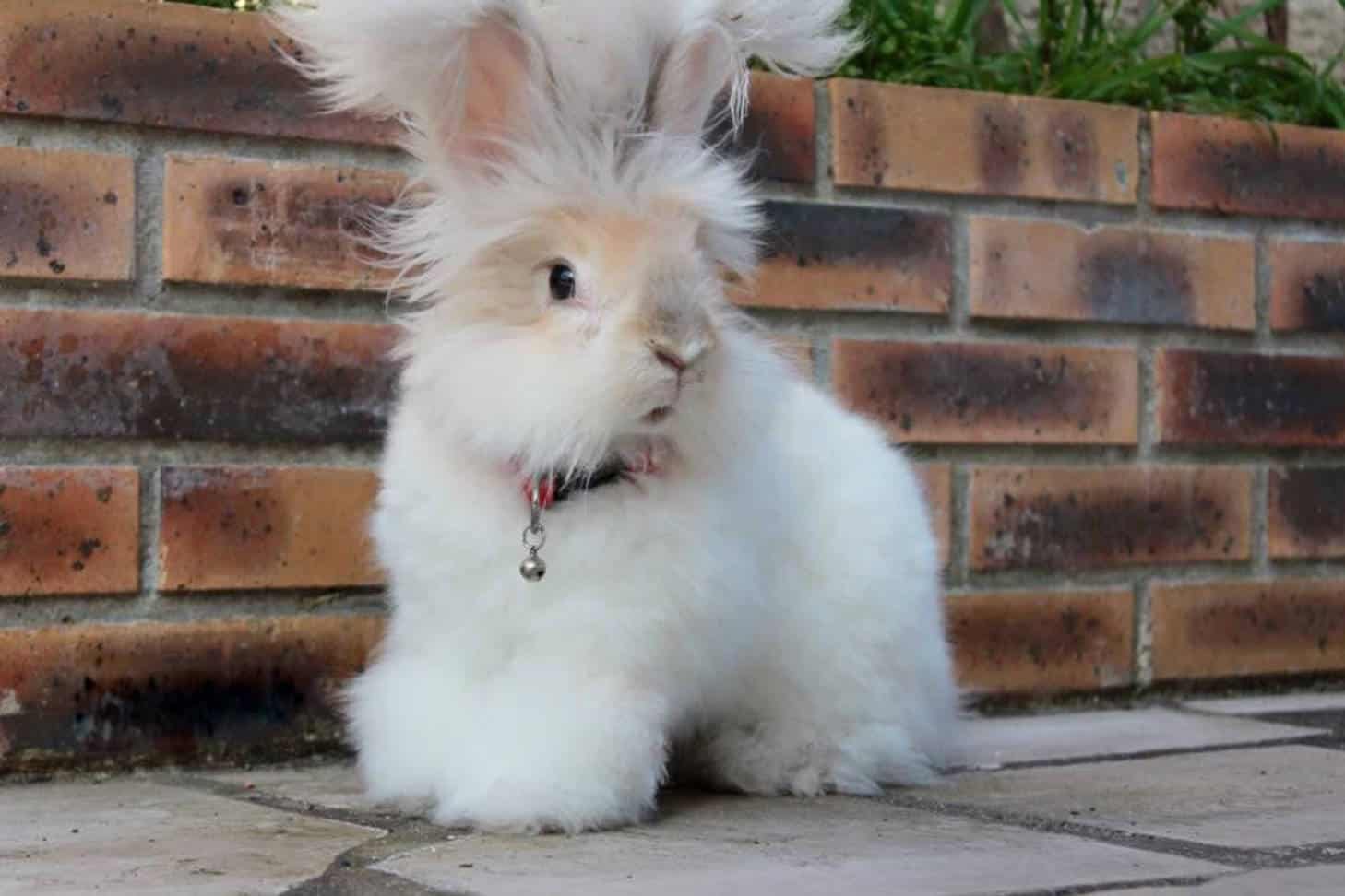 angora rabbit