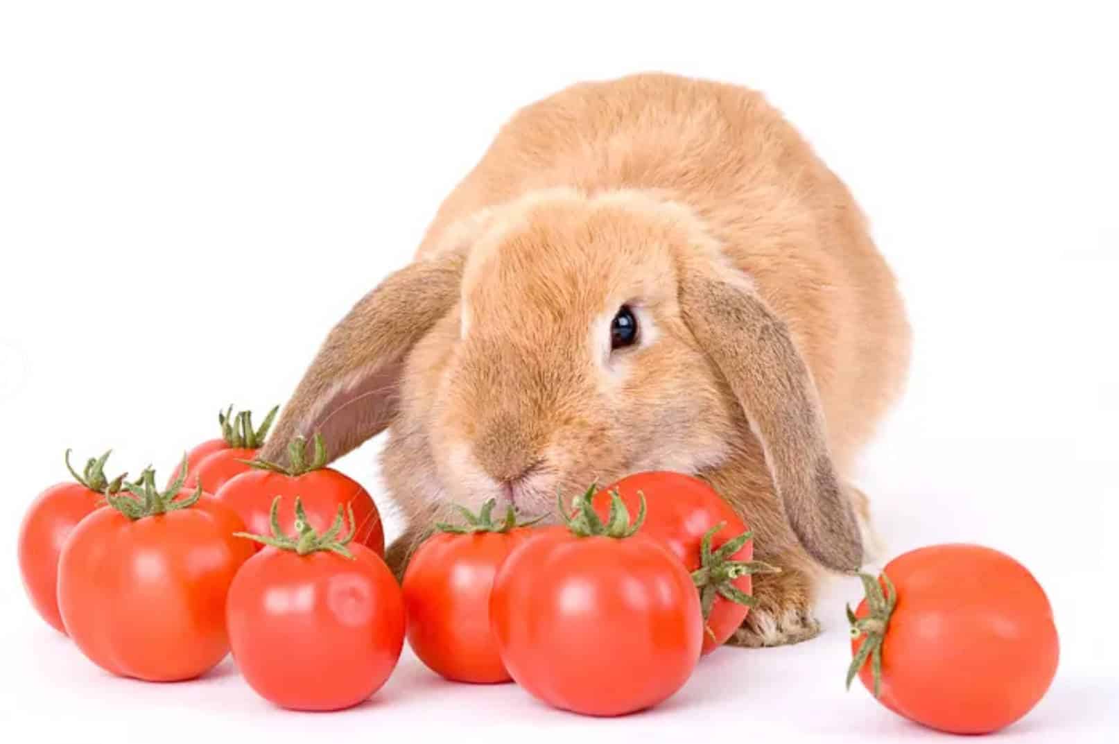 are green tomatoes poisonous