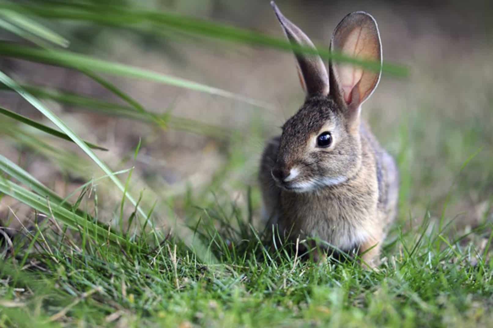 are rabbits rodents