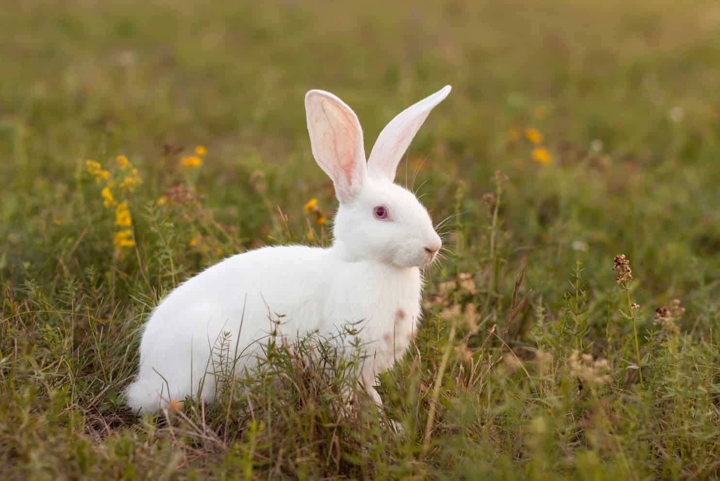 are white bunnies albino