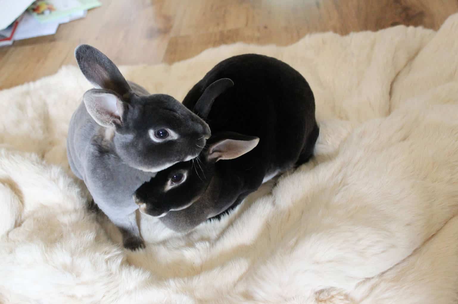 black otter rex rabbits