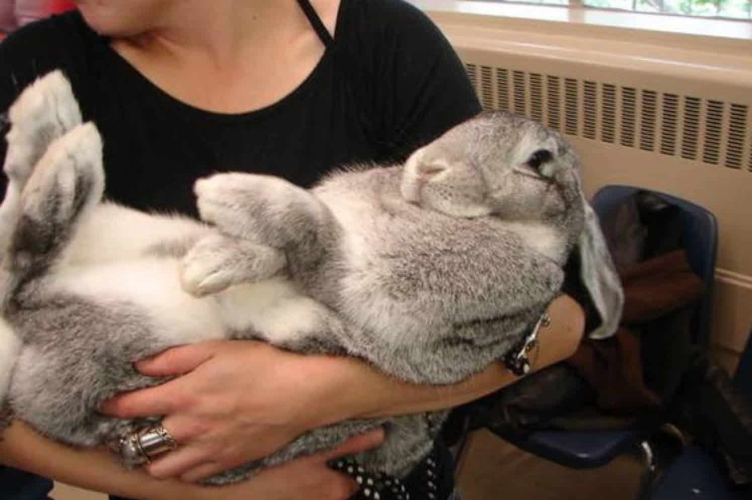 broken flemish giant