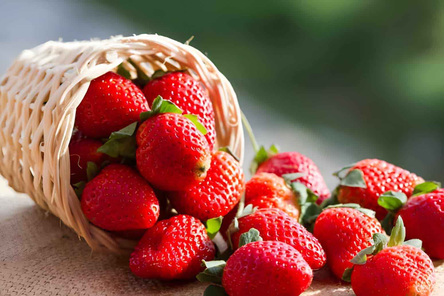 bunnies and strawberries