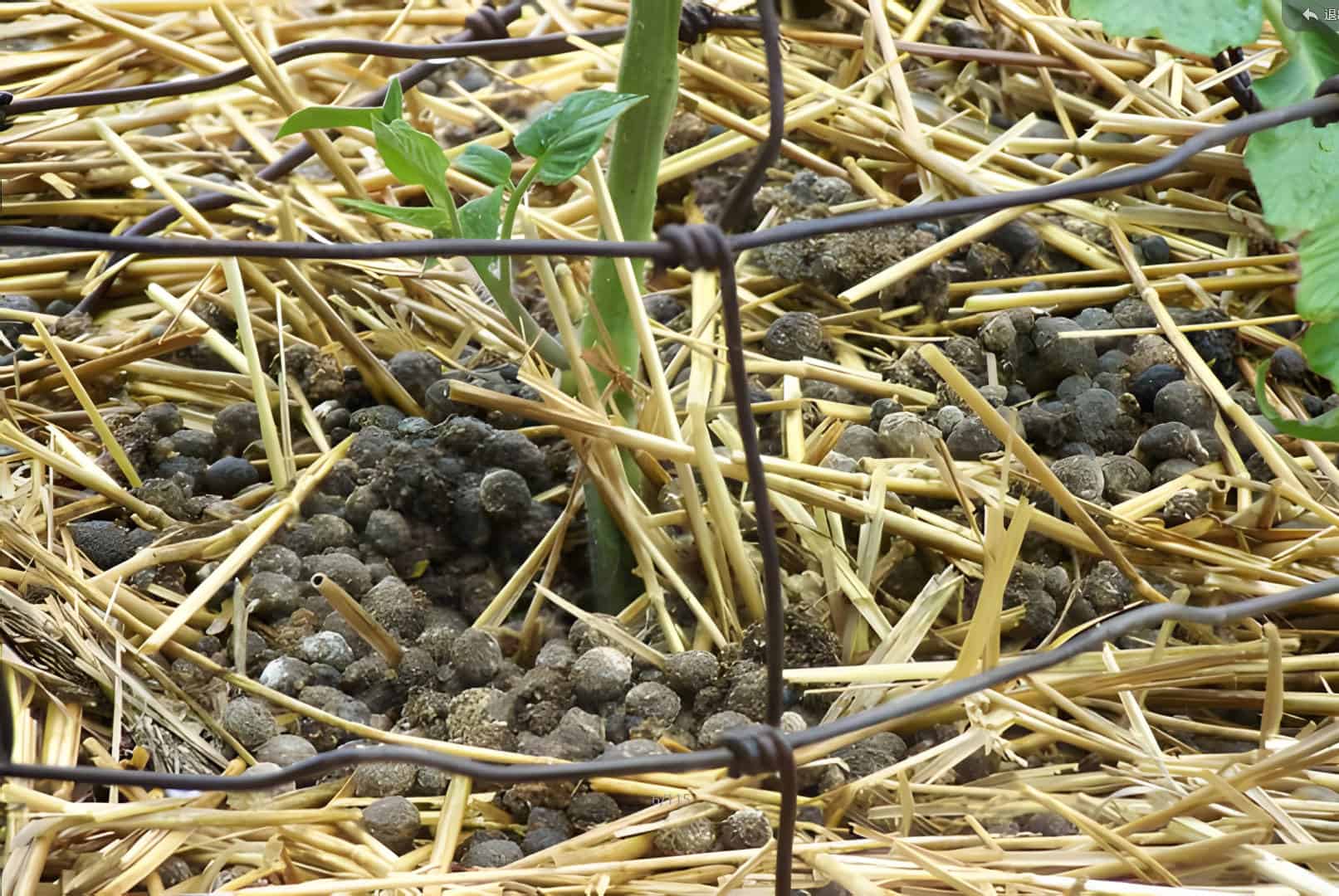 bunny poop fertilizer