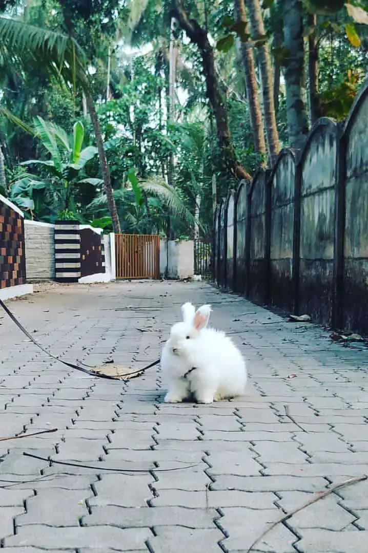 buying angora rabbits