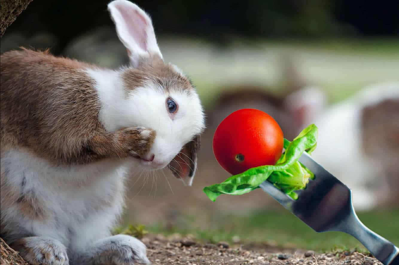 can rabbits eat tomatoes