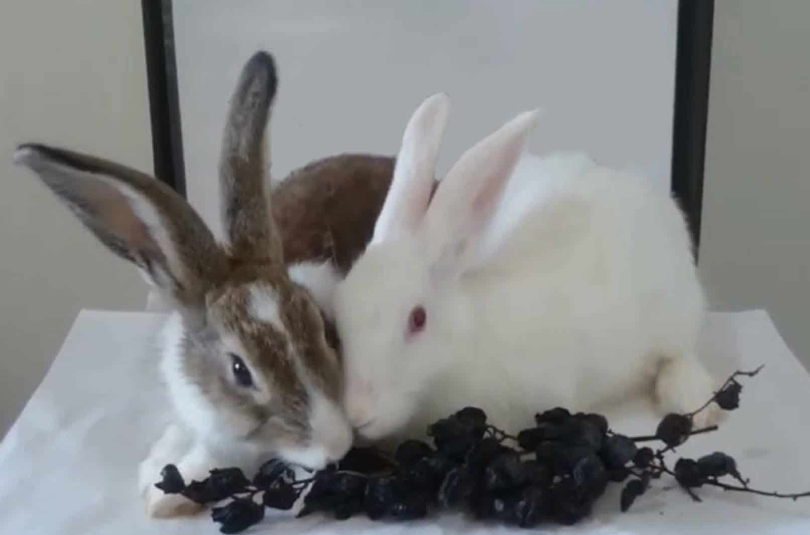 can rabbits have red grapes