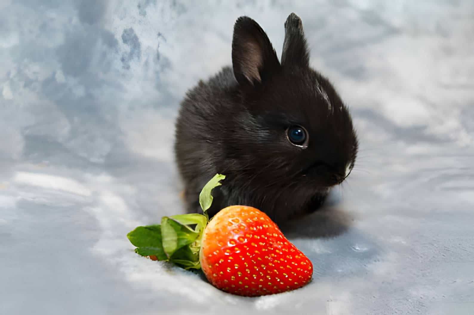 can rabbits have strawberry