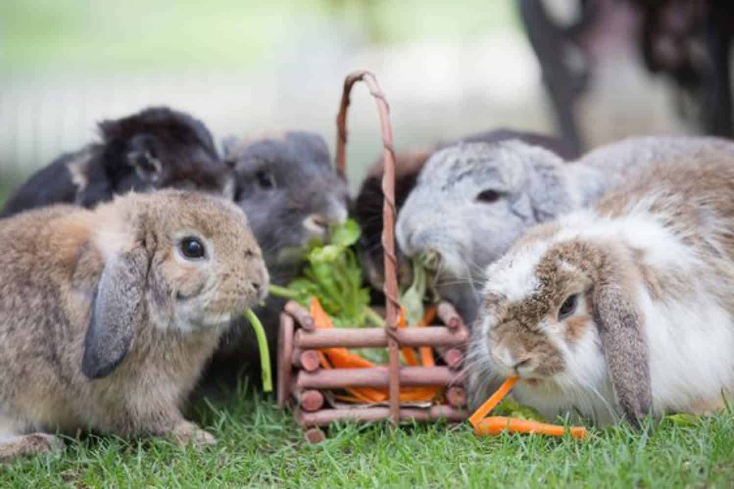 celery for bunnies